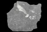 Wide Fossil Seed Fern Plate - Pennsylvania #65910-2
